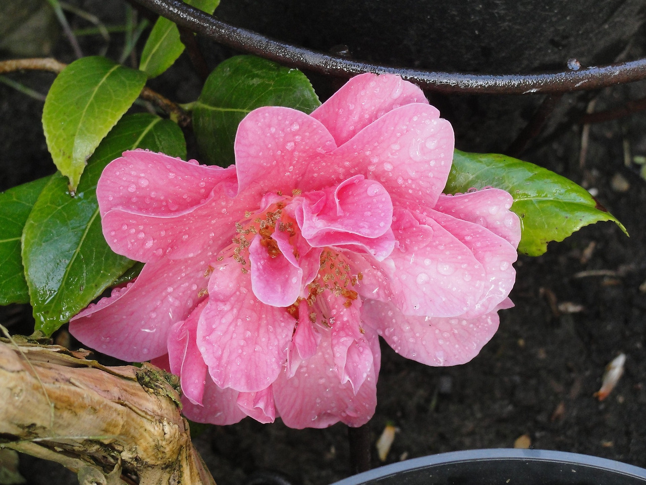 camellia-2732023_1920.jpg