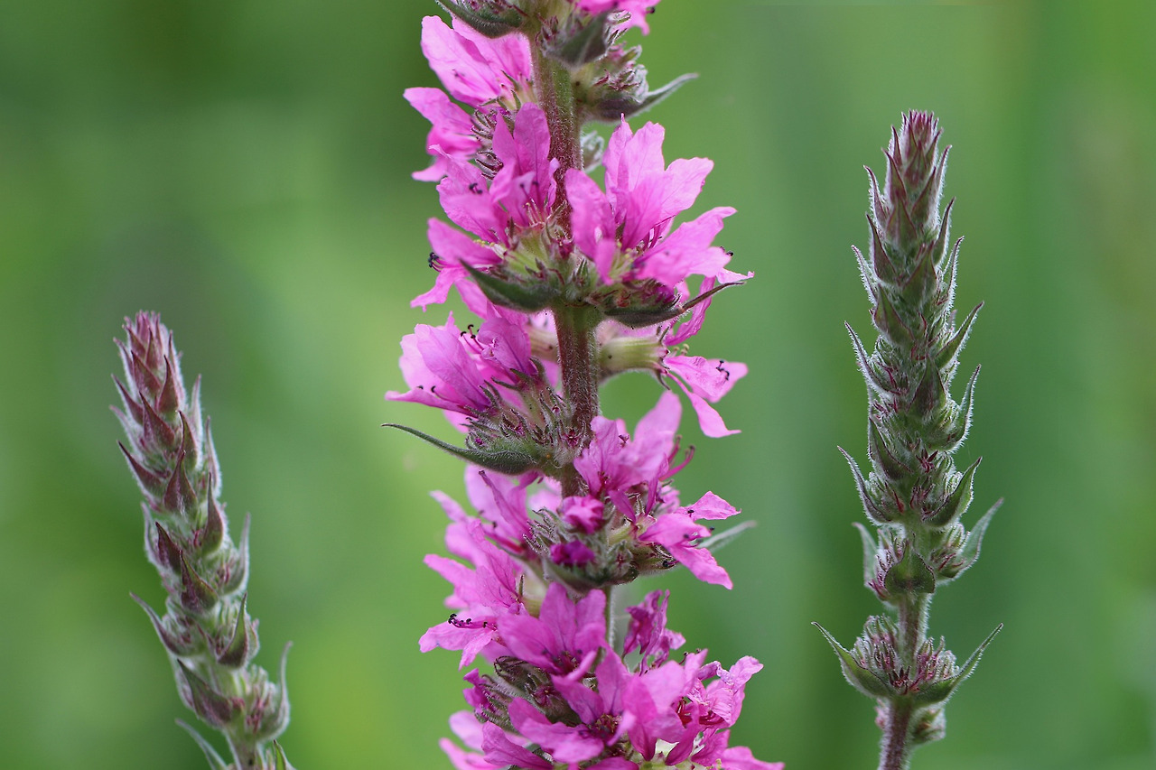 loosestrife-6463118_1920.jpg