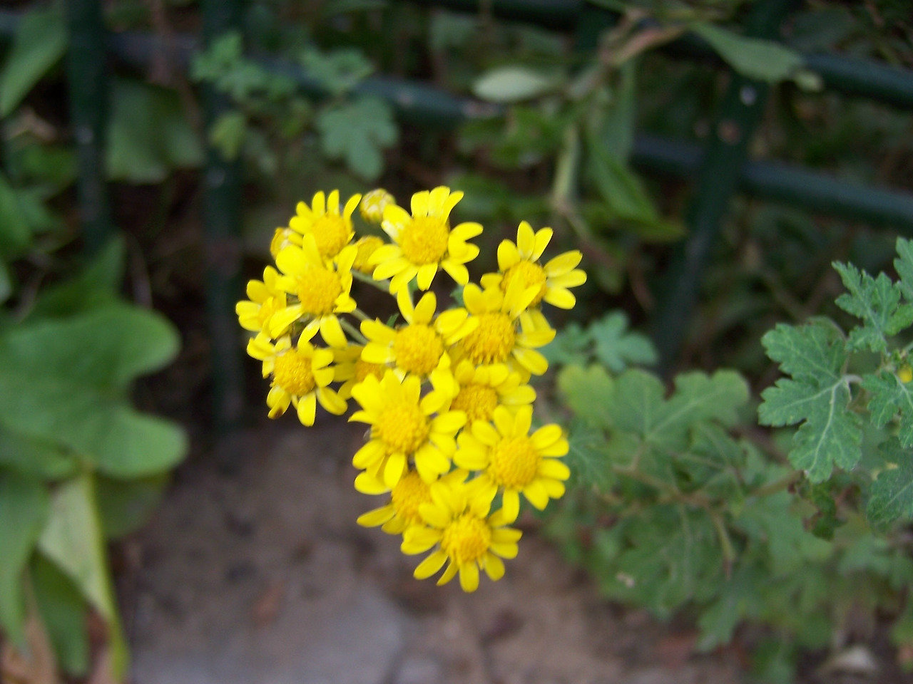 0 가 가 금잔화1.jpg