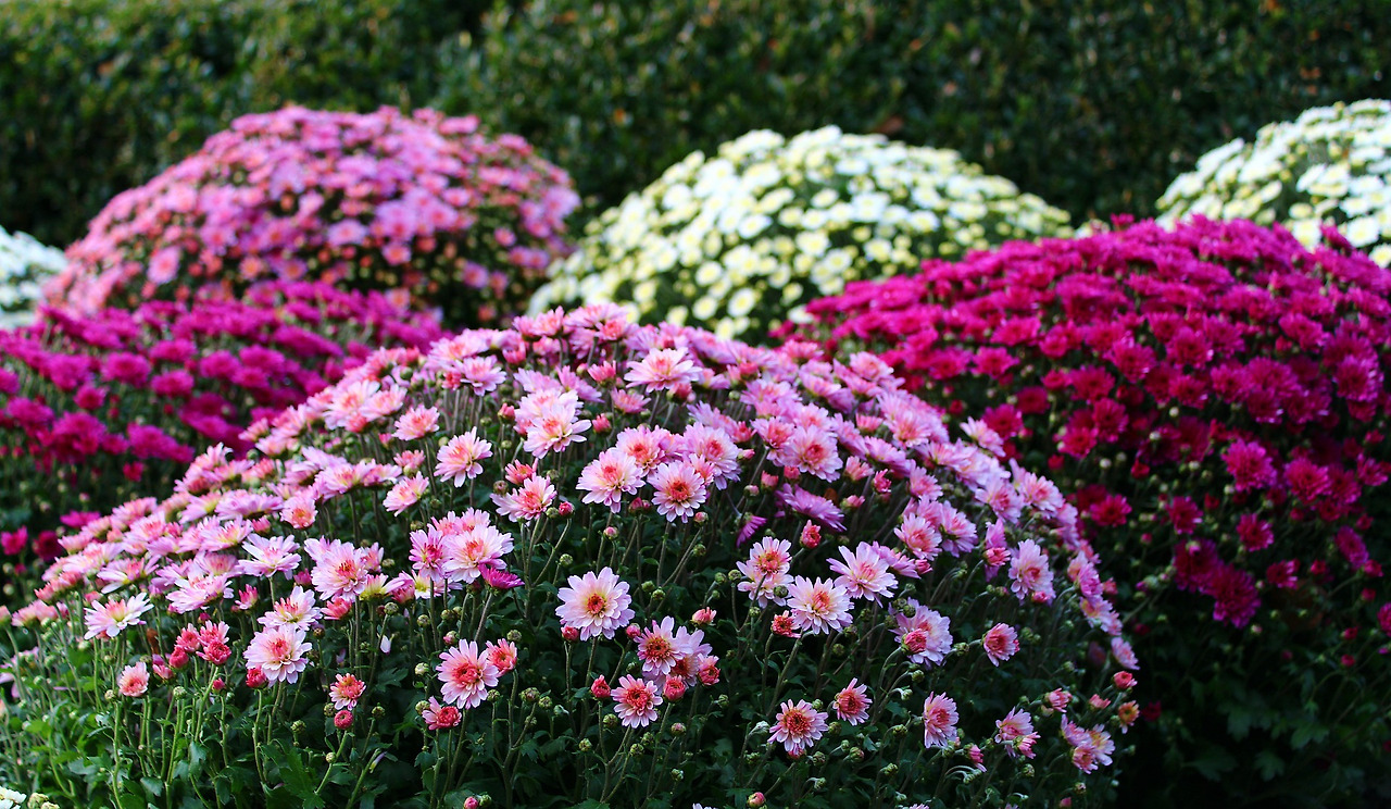 chrysanthemums-3780098_1920.jpg
