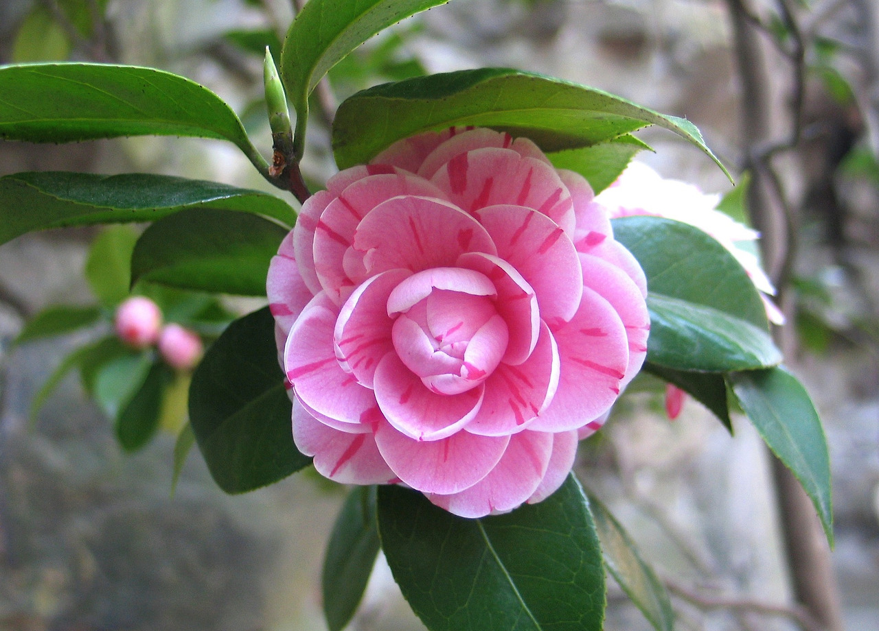 camellia-775873_1920.jpg