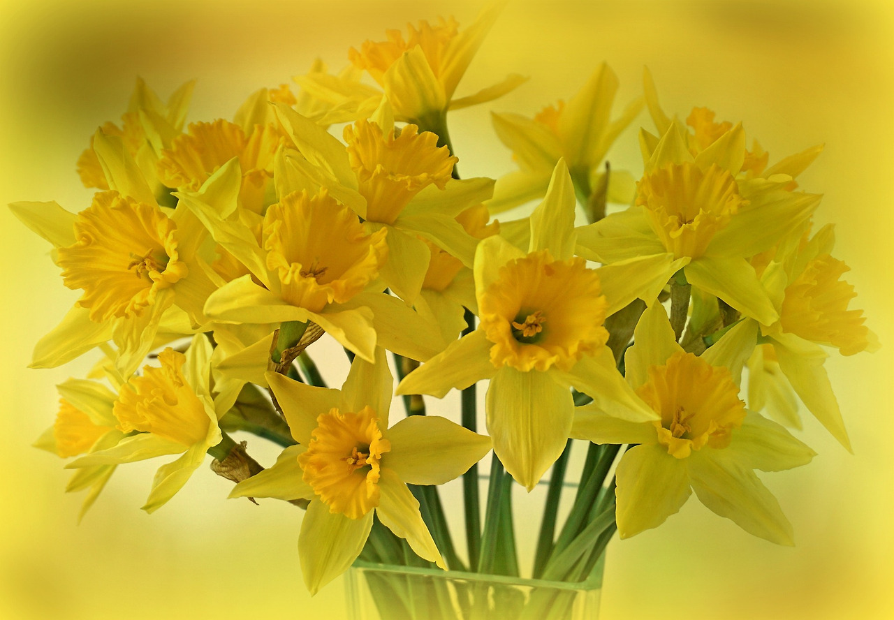 daffodils-2128850_1920.jpg