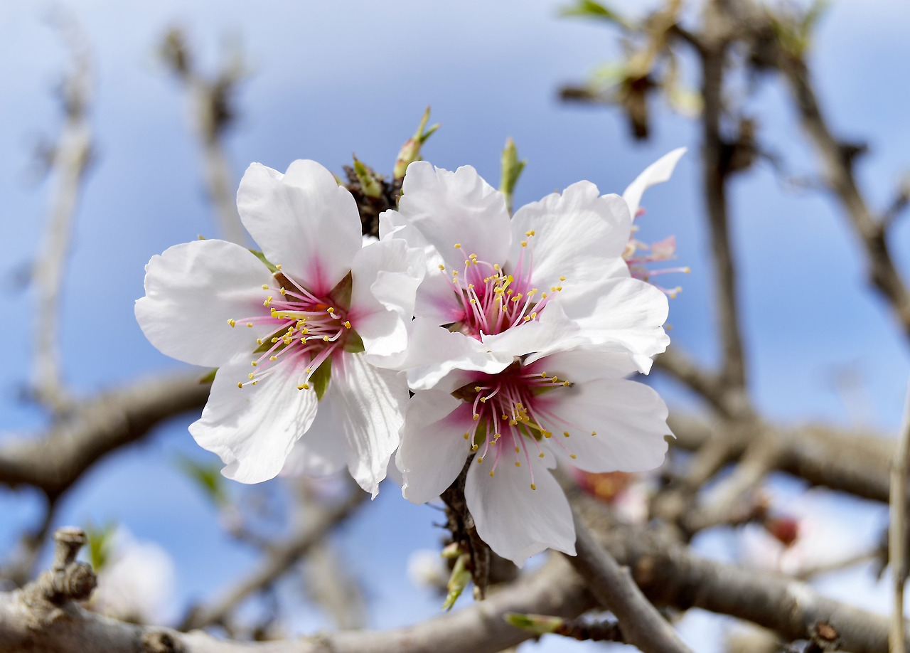 almond-blossoms-3958980_1920.jpg