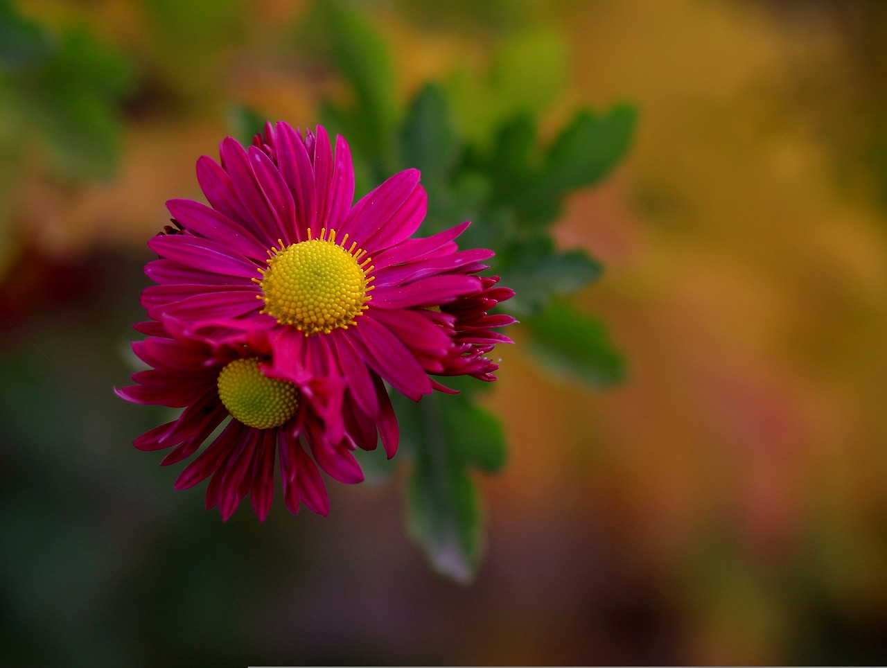 chrysanthemum-4650188_1920.jpg