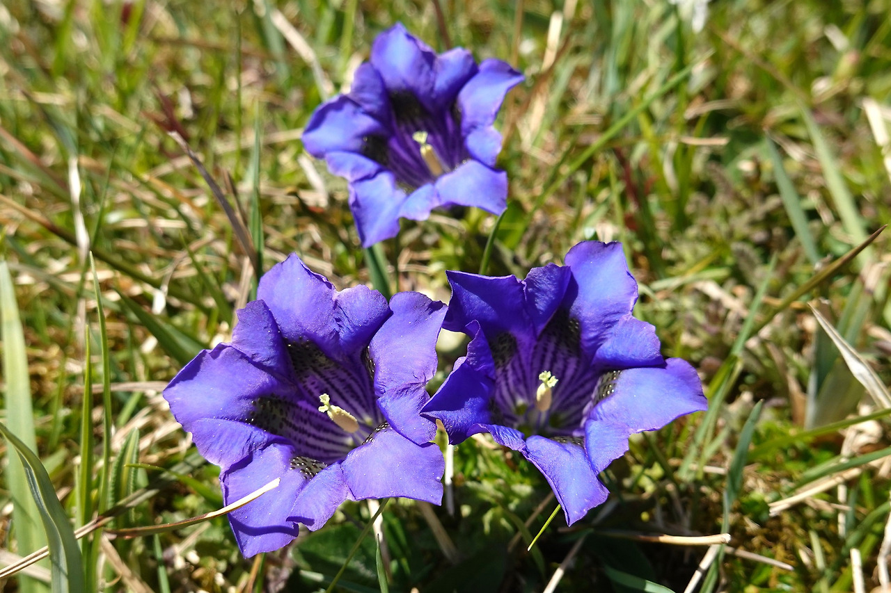 gentians-7169629_1920.jpg