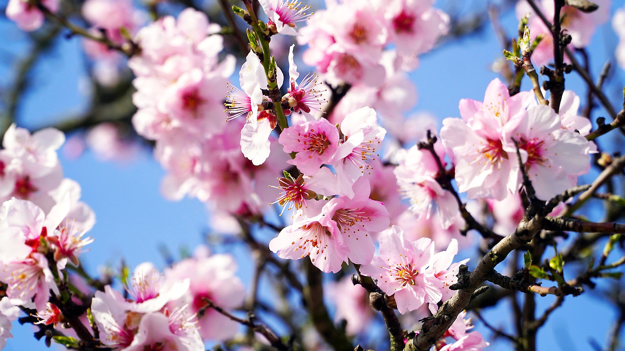 almond-tree-4933573_1920.jpg