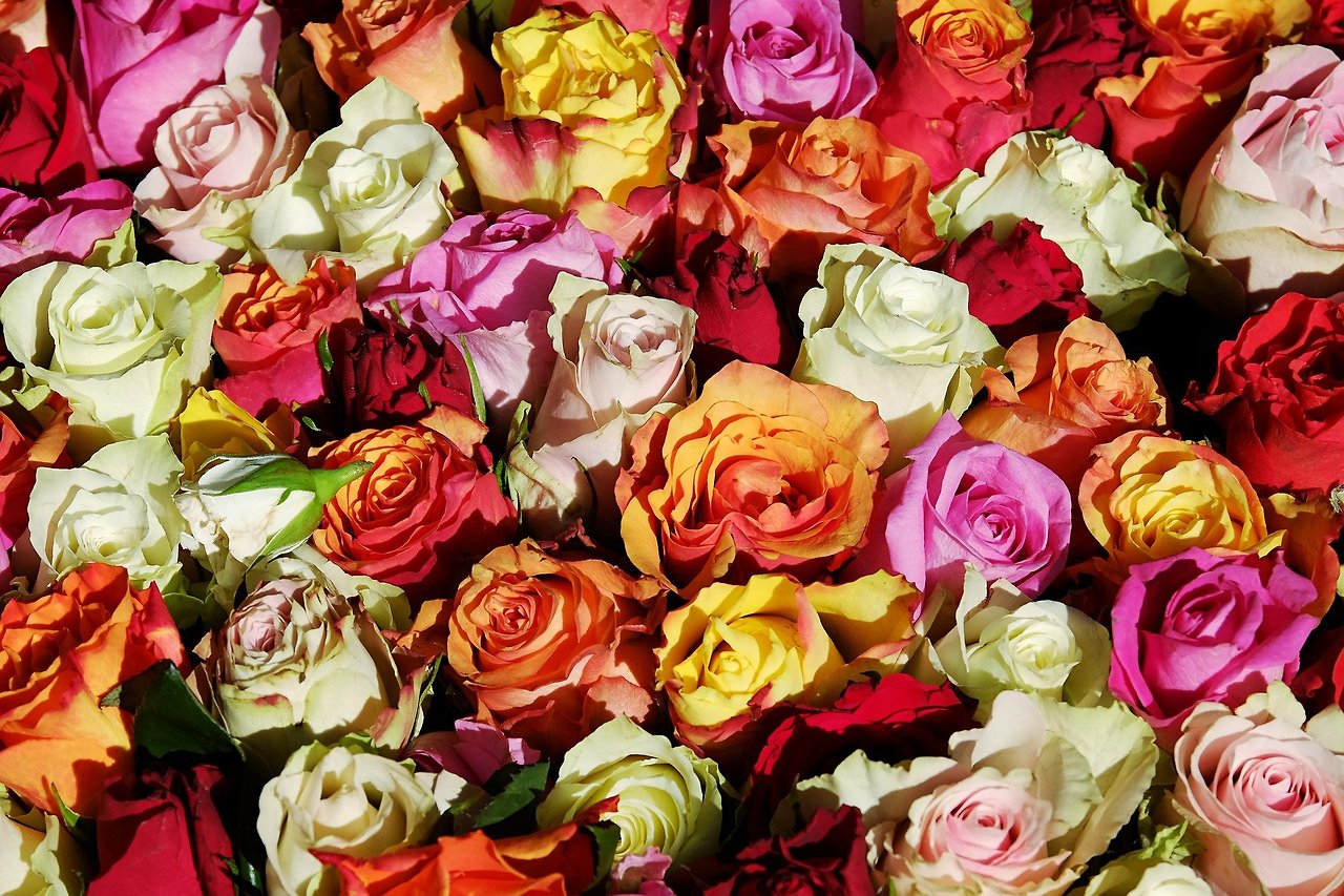 roses-3256796_1920.jpg