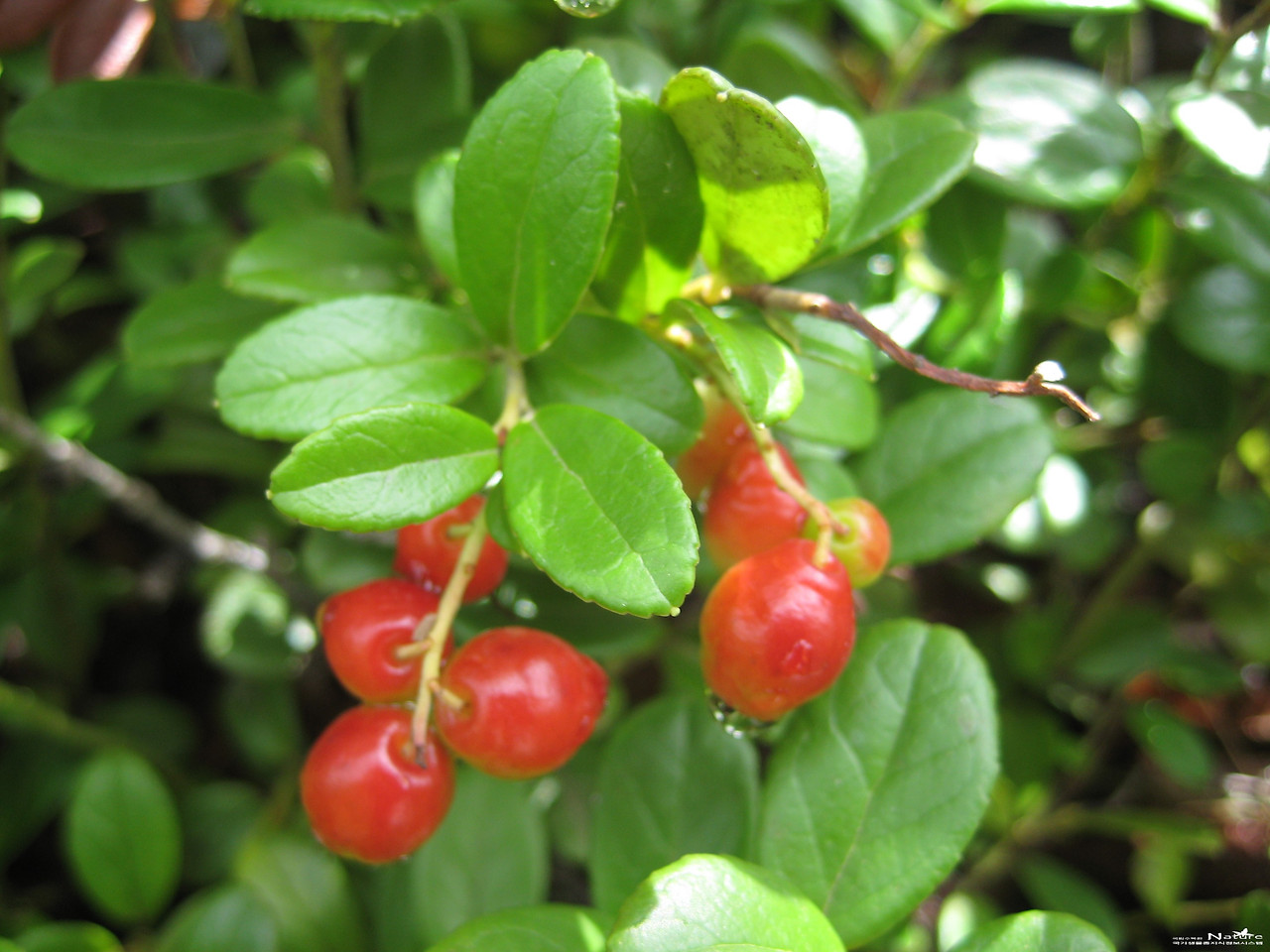 ib58_3112_i2 출처 국립수목원 국가생물종지식정보 식물.jpg