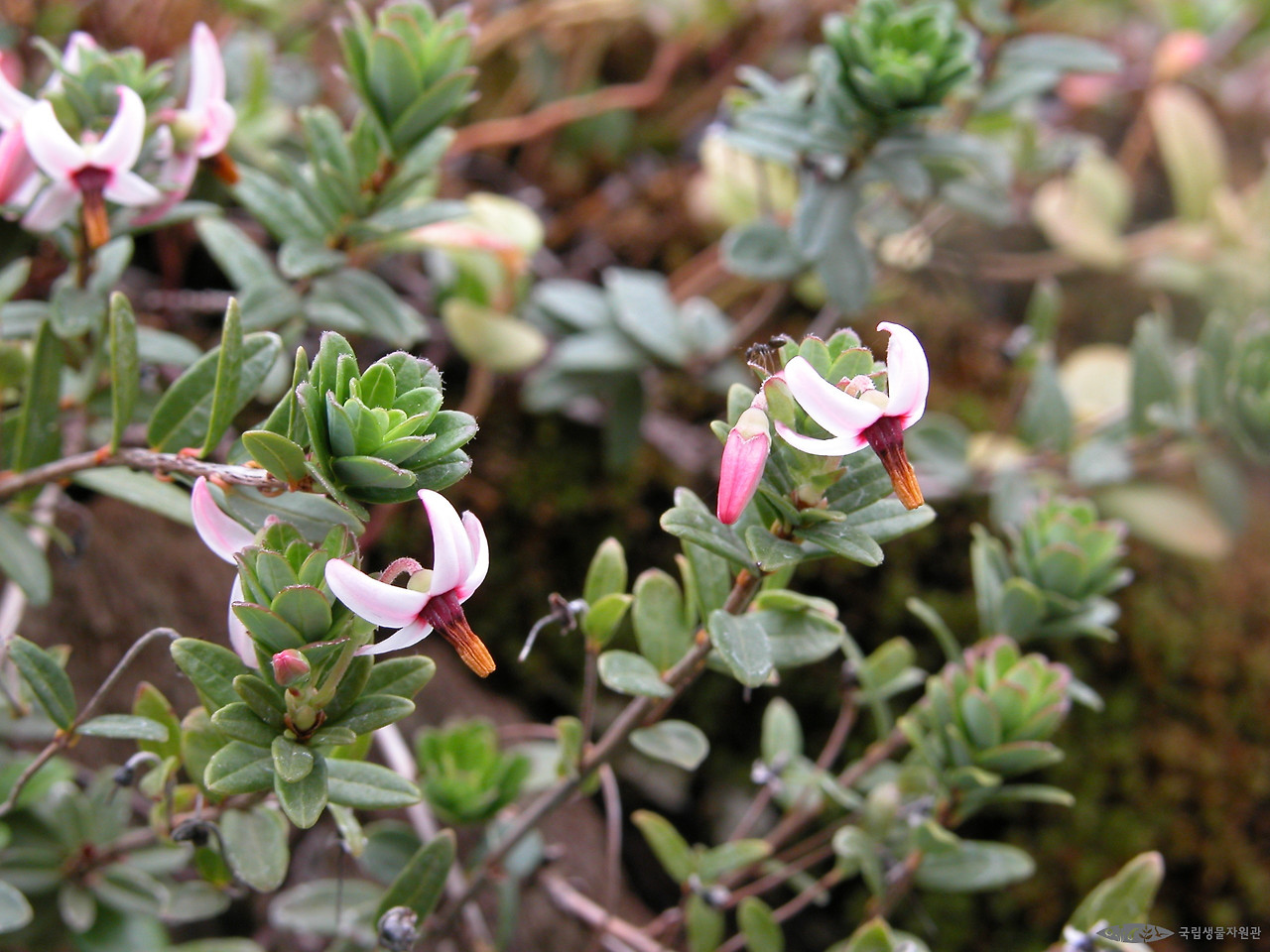 ia40_691_i1 사진 출처 국립생물자원관 생물다양성정보.jpg