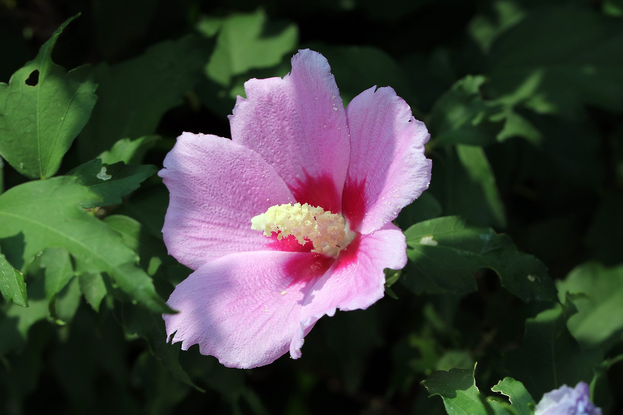 rose-of-sharon-3567356_1920.jpg