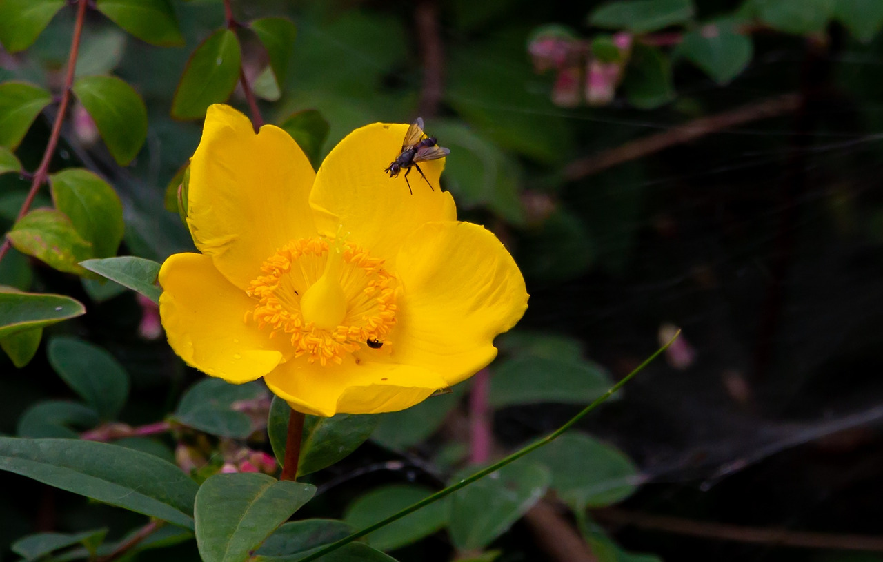 marsh-marigold-5370226_1920.jpg