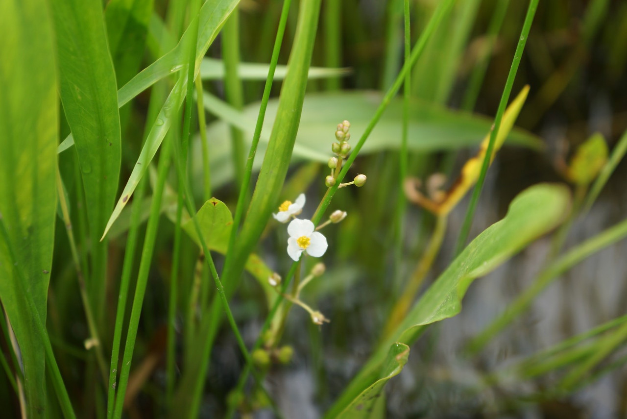 ib69_177_i2 국립수목원 국가생물종지식정보  식물.jpg