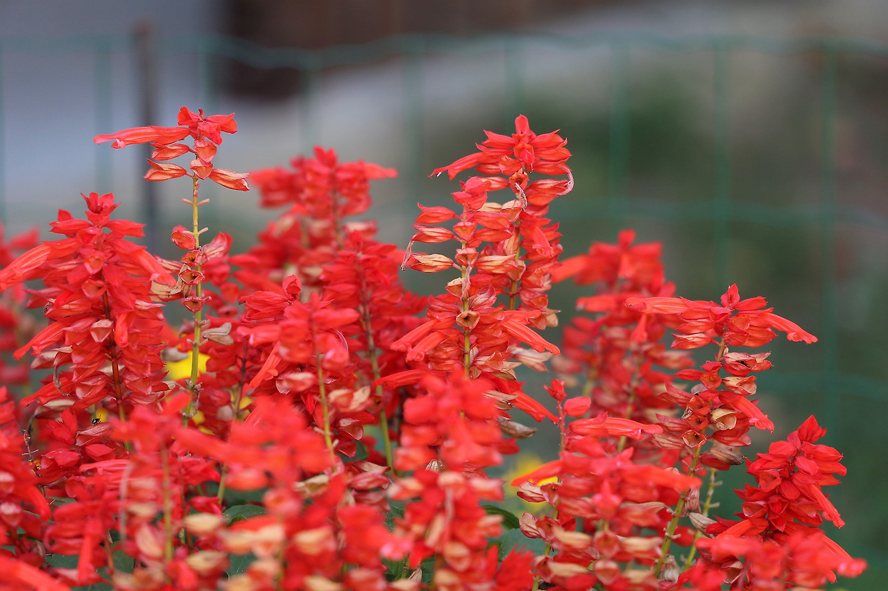 red-garden-sage-3712189_1920.jpg