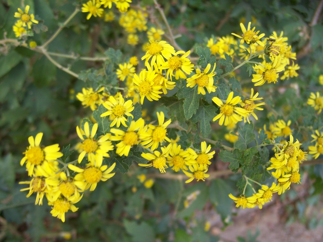 0 가 가 금잔화2.jpg