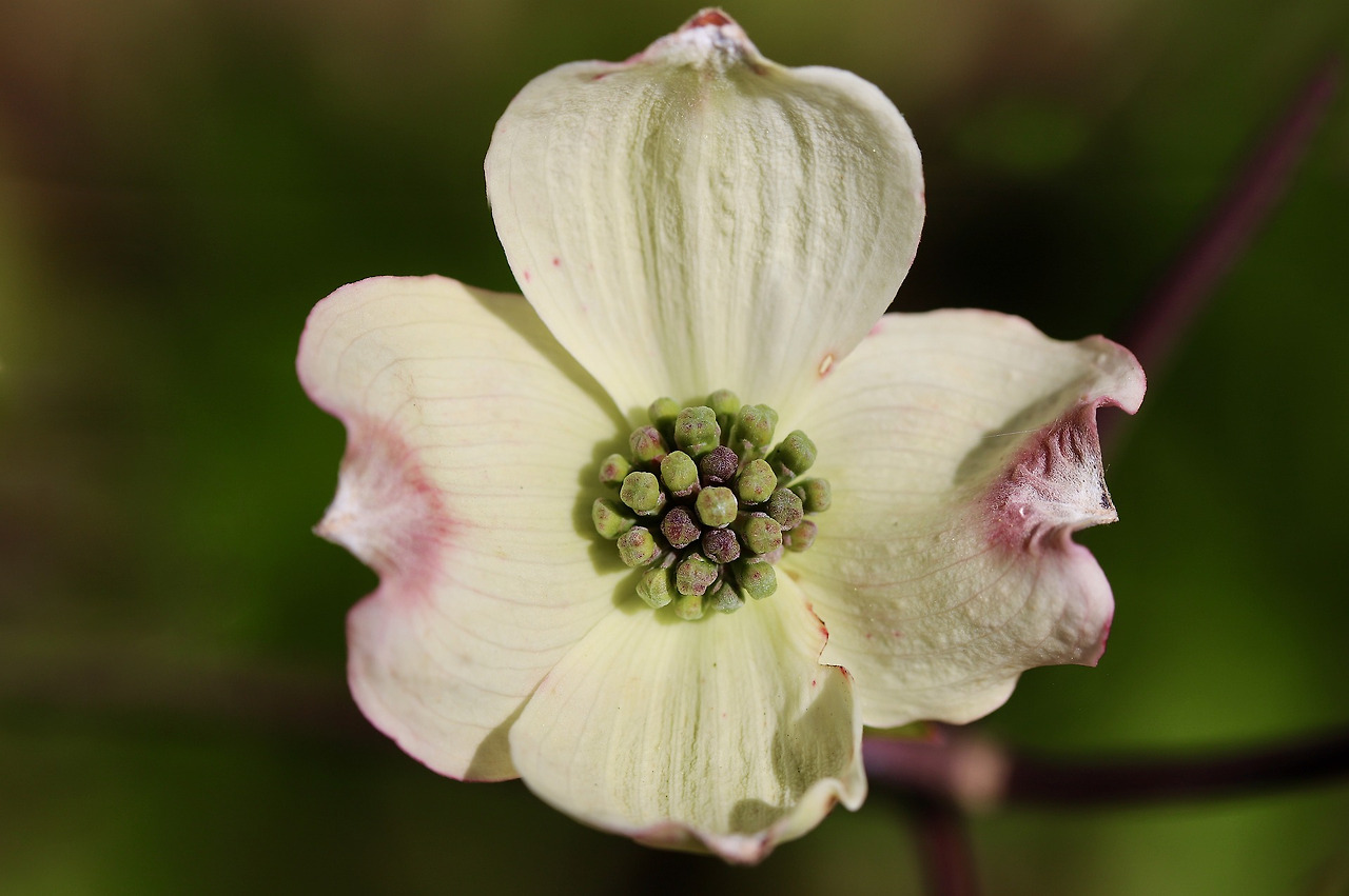 dogwood-7147313_1920.jpg