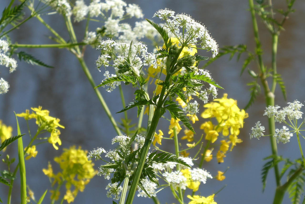 cow-parsley-5047993_1920.jpg