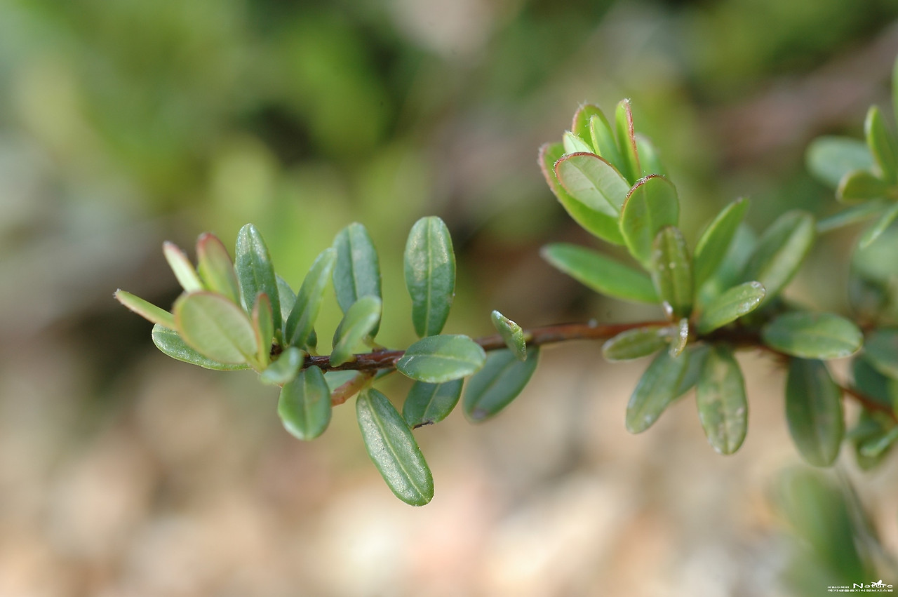 ib58_957_i2 사진 출처 국립생물자원관 생물다양성정보.jpg