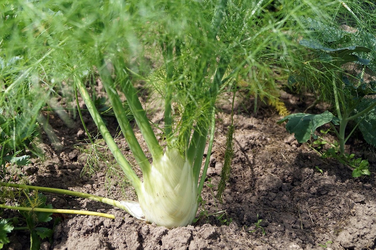 fennel-3946005_1920.jpg