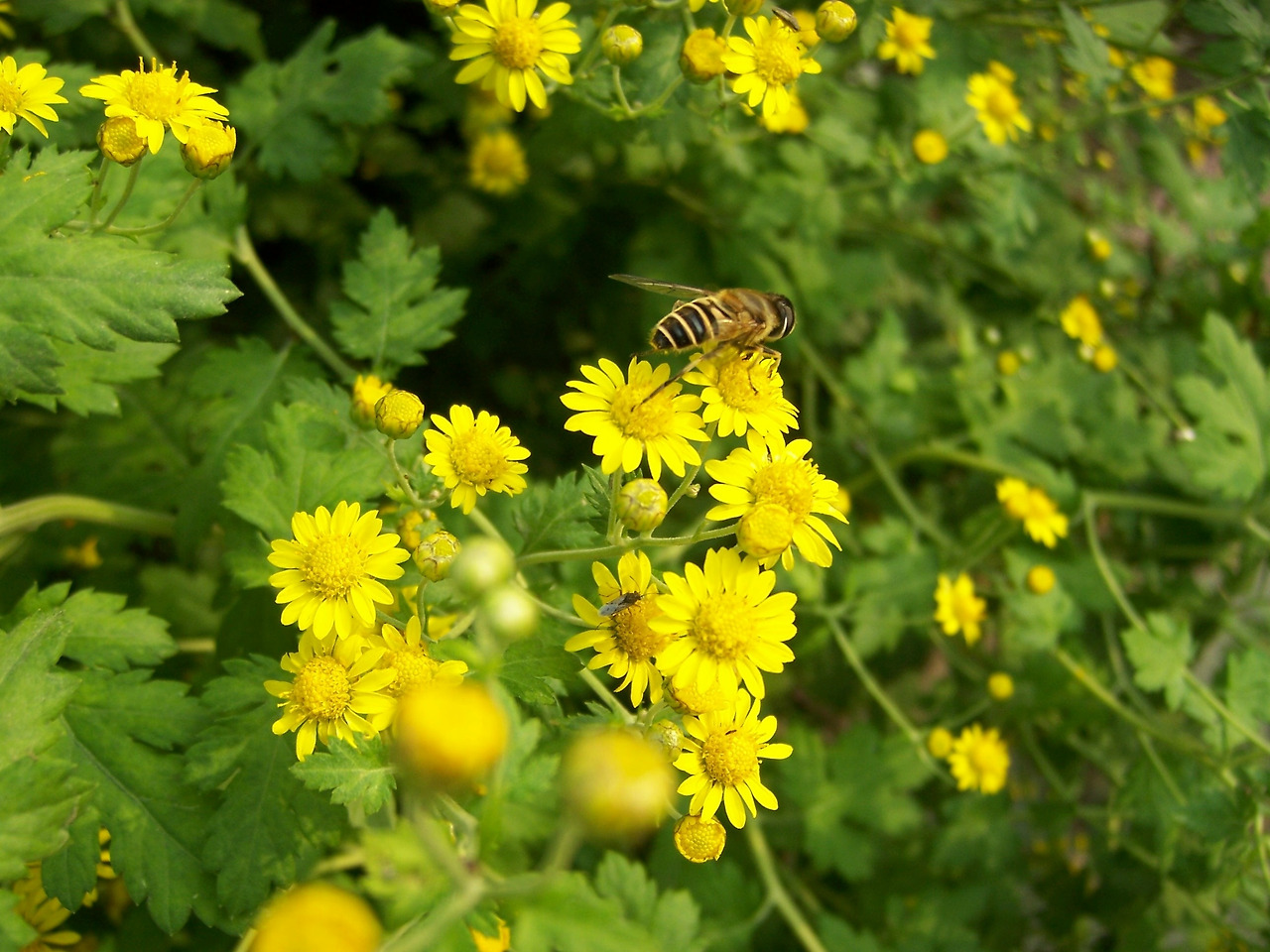 0 가가 금잔화.jpg