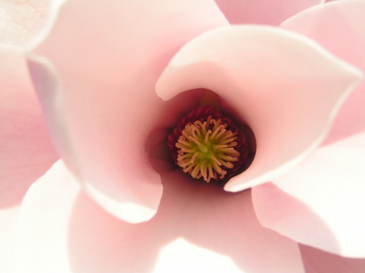 magnolia-g00a846e24_1920.jpg