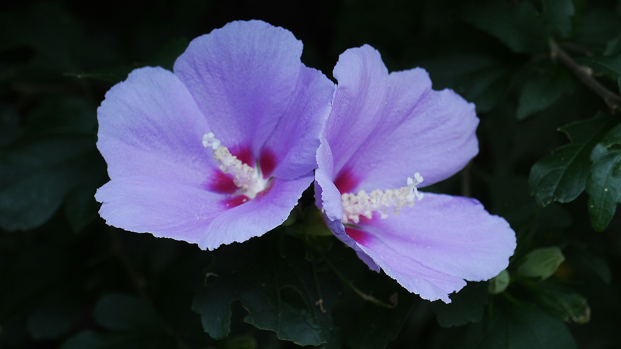 rose-of-sharon-3573481_1920.jpg