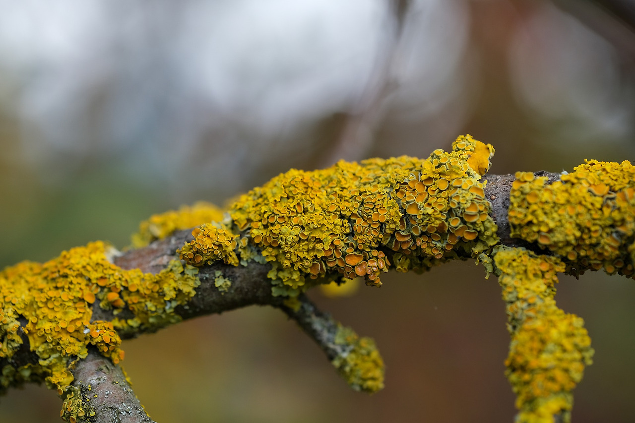 lichen-7534074_1920.jpg
