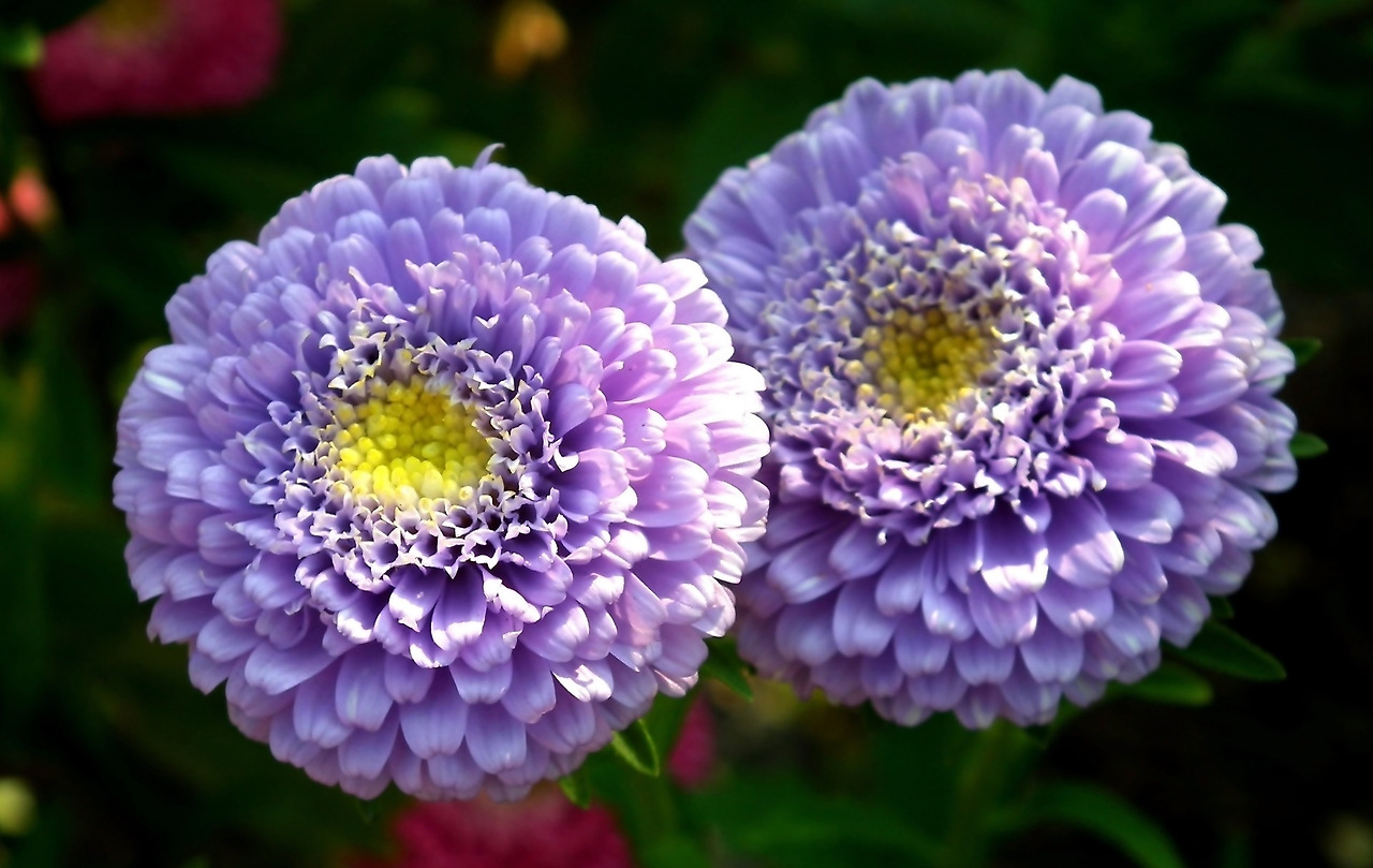 asters-4467377_1920.jpg