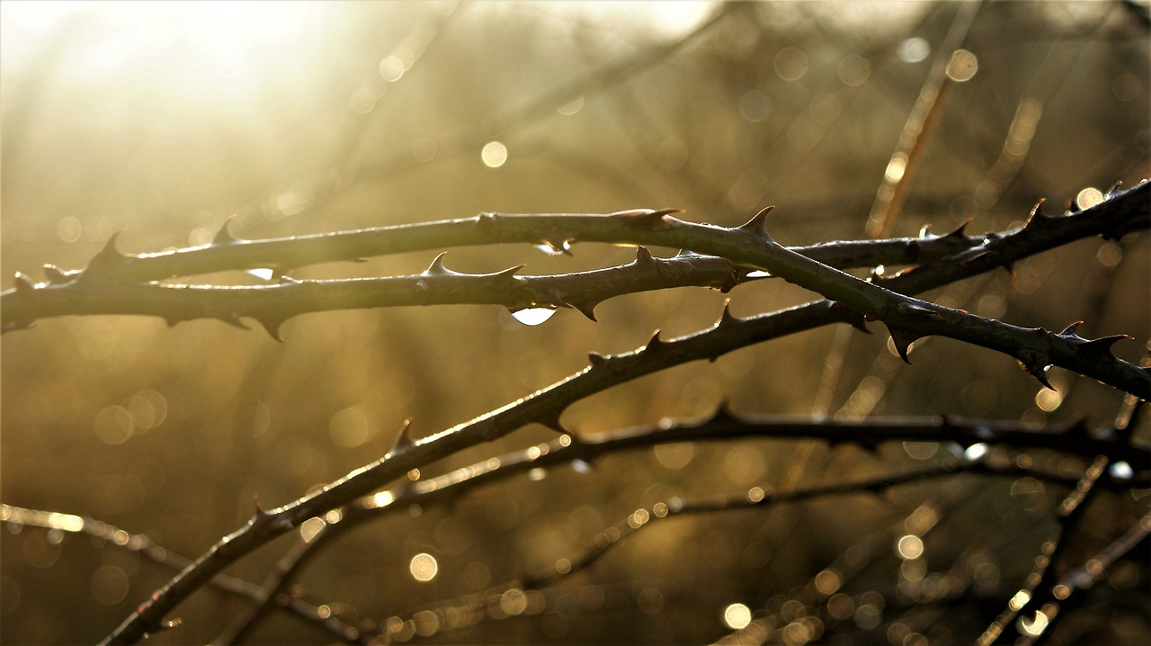 thorns-4771260_1920.jpg
