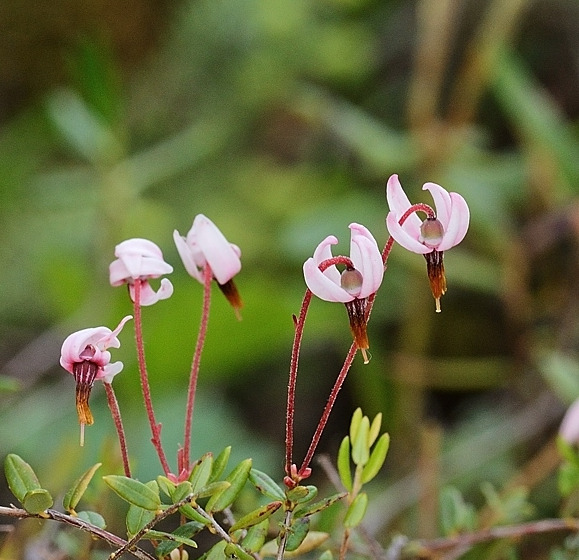 Vaccinium oxycoccos5.jpg