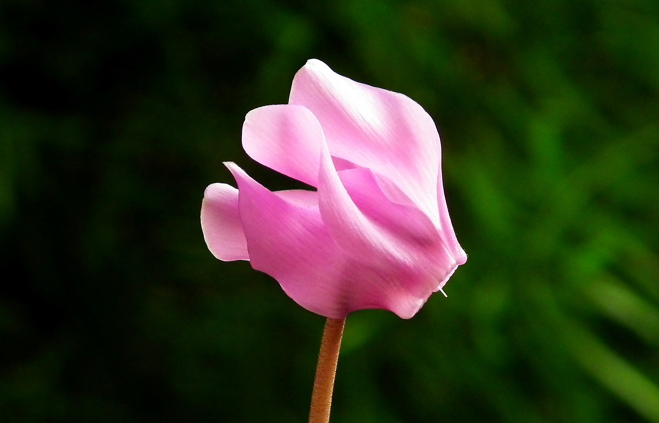 cyclamen-4688802_1920.jpg