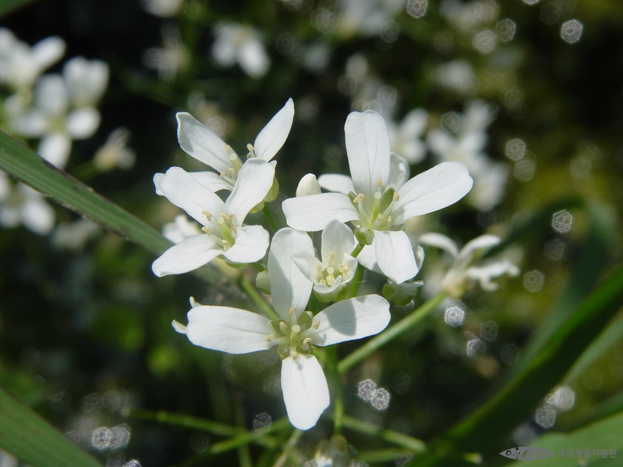 논냉이 국립생물자원관 생물다양성정보.jpg