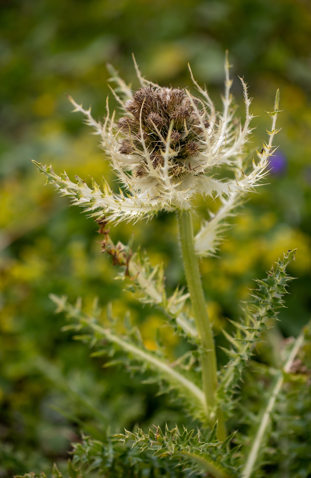 thistle-5550052_1920.jpg