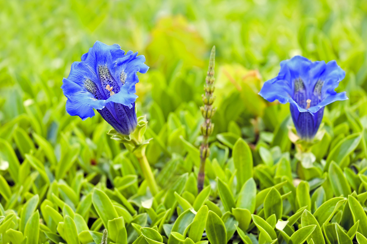 gentian-2252350_1920.jpg