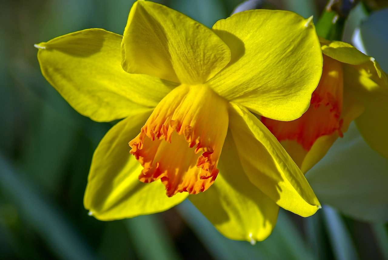arkansas-daffodil-3928122_1920.jpg