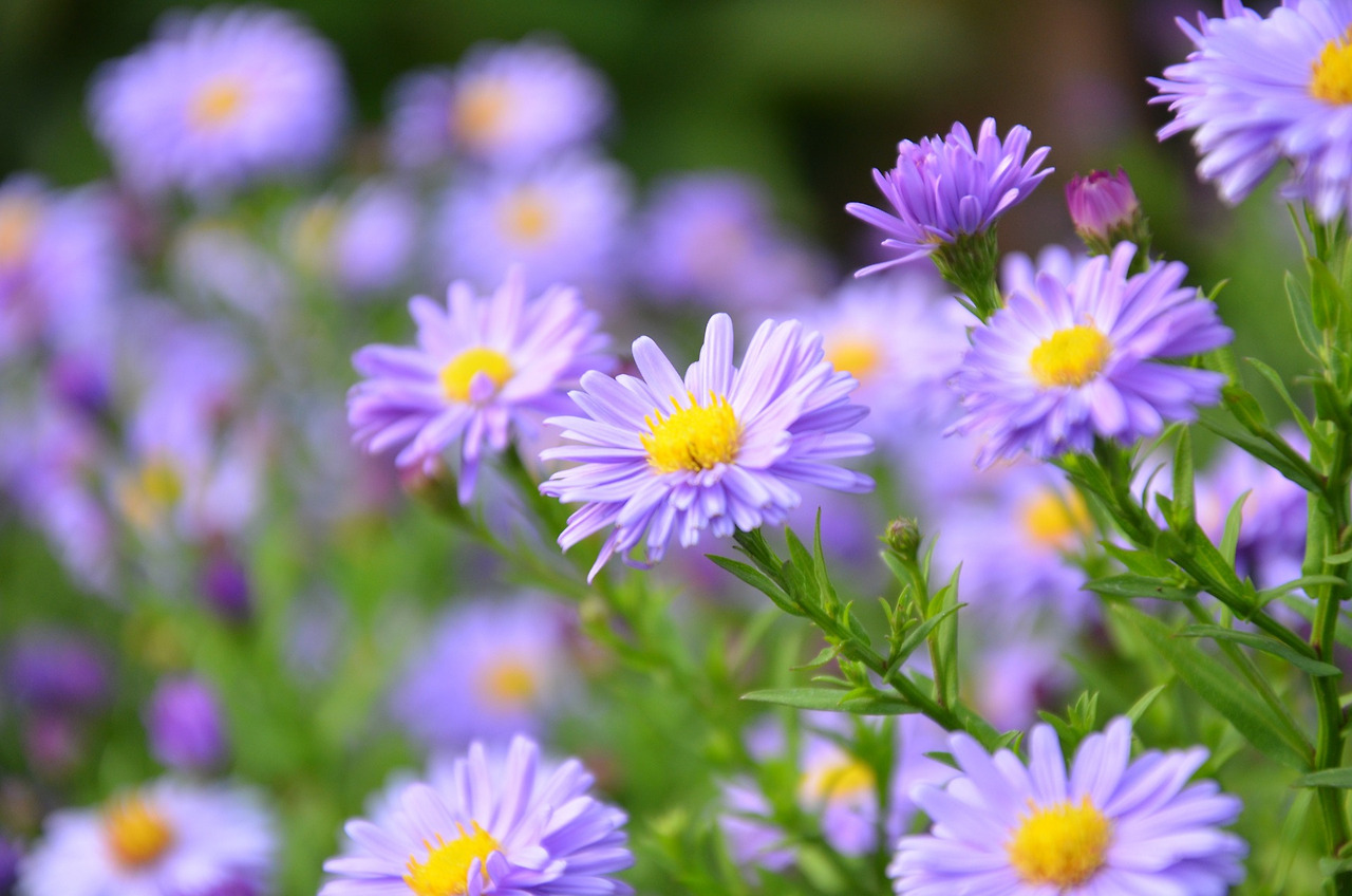 asters-3969404_1920.jpg