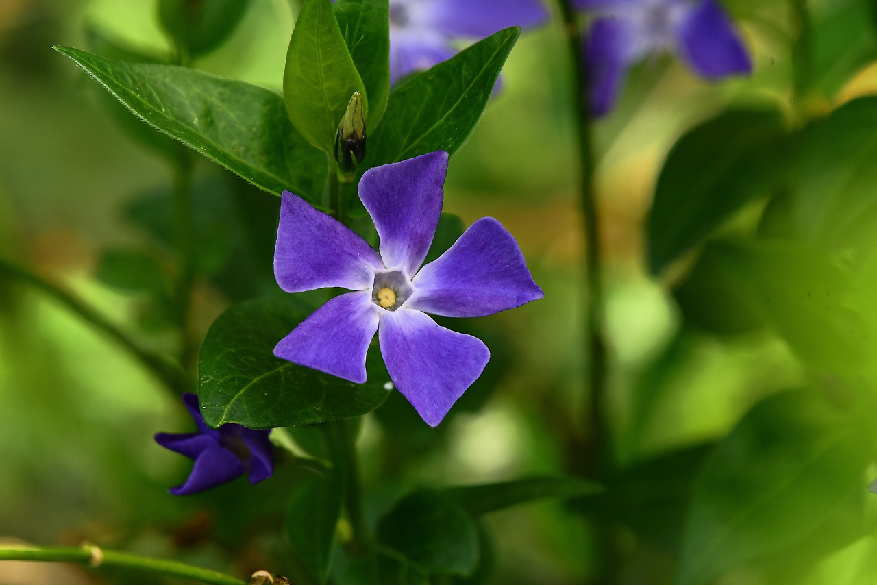 lesser-periwinkle-7184382_1920.jpg