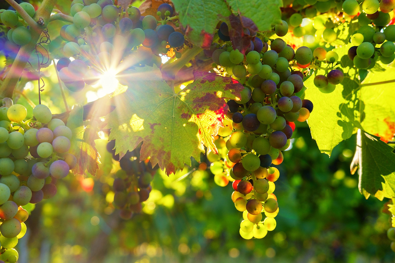 grapes-3550729_1920.jpg