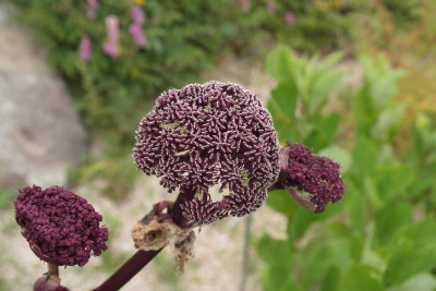 참당귀 국립수목원 (9).jpg