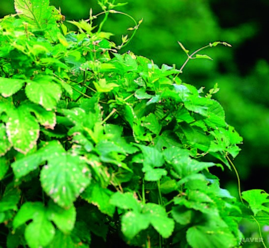 HB348_t 국립생물자원관 생물다양성정보.jpg