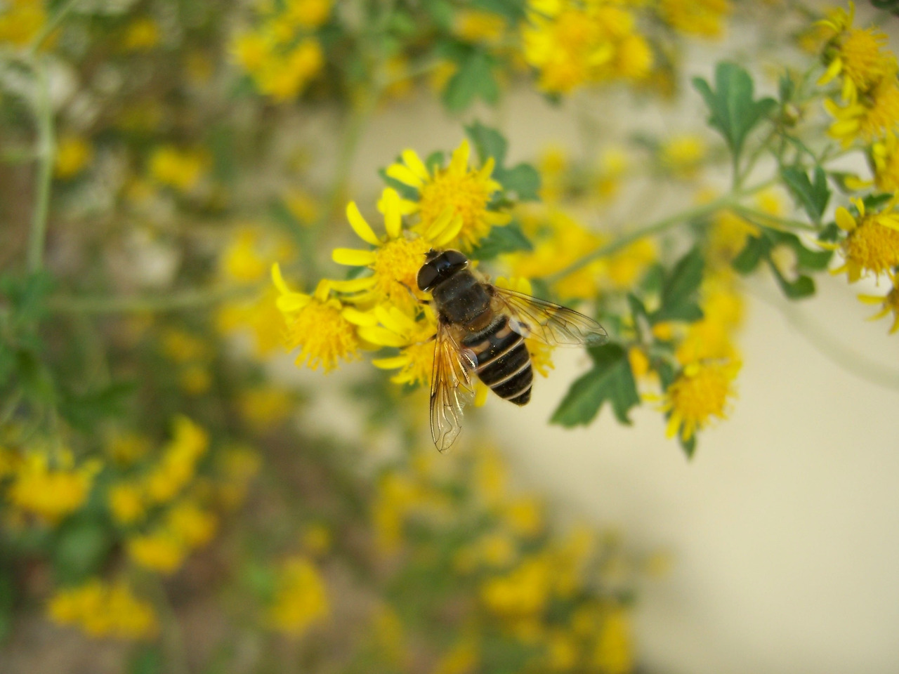 0 가 가 금잔화와 벌1.jpg