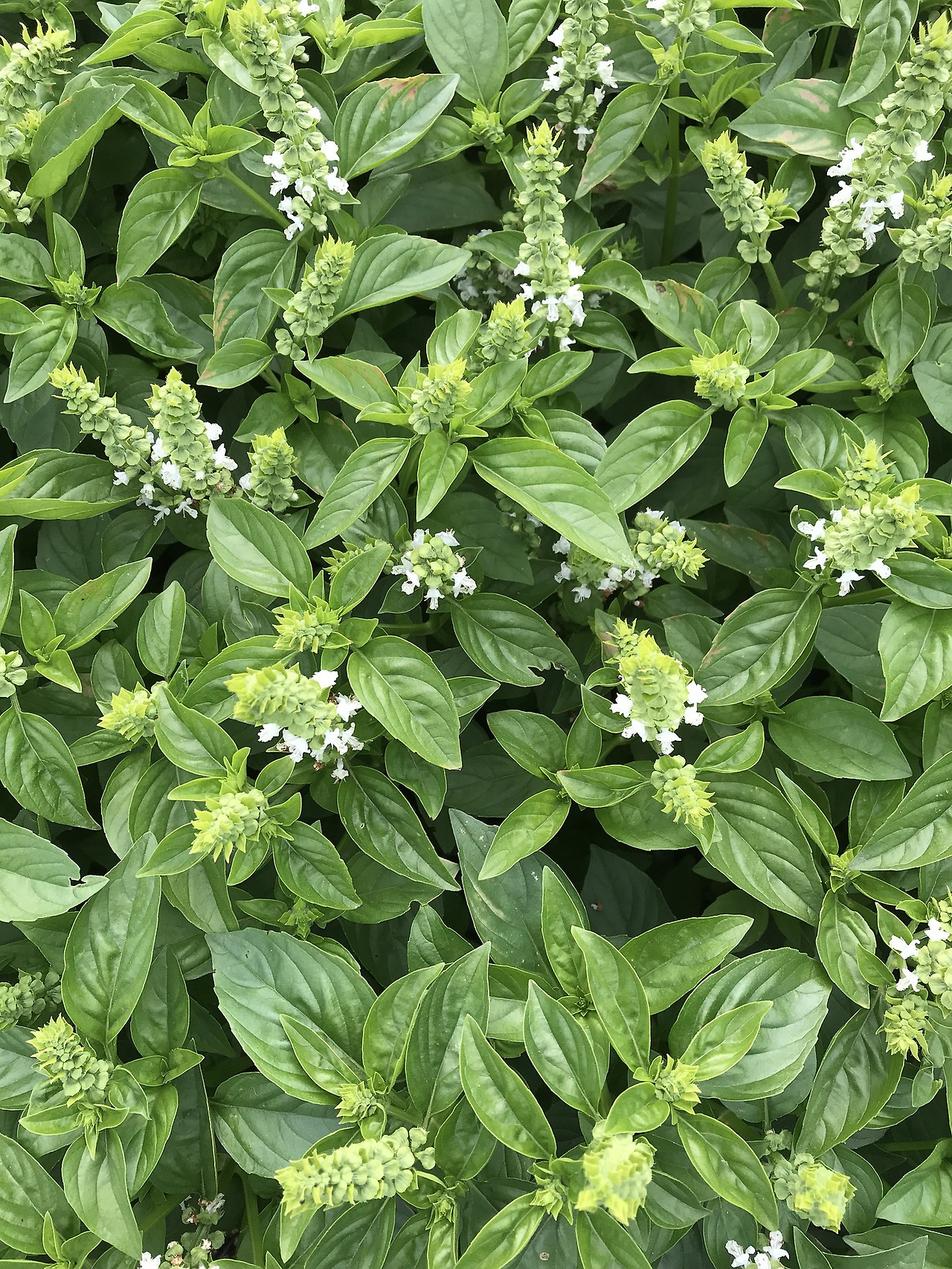 basil-3680502_1920.jpg