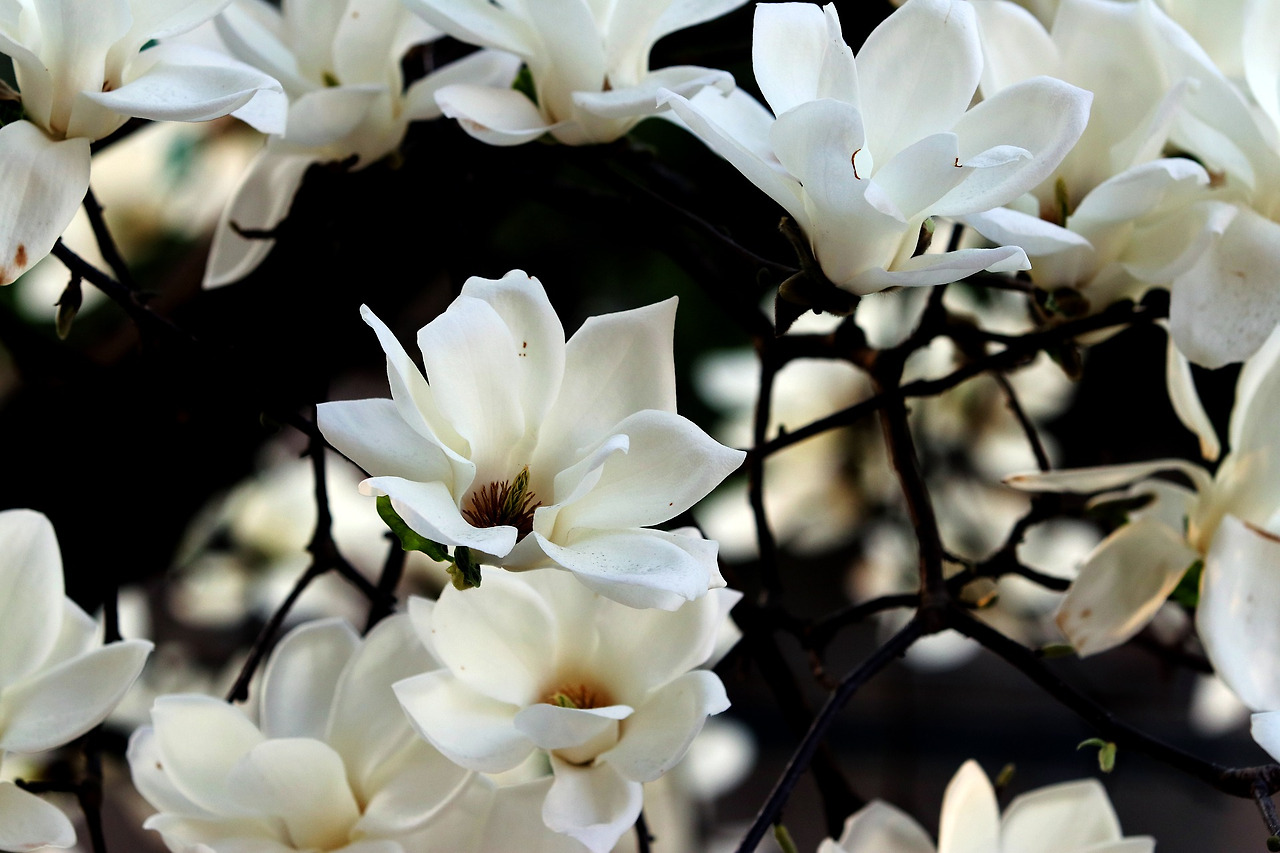 magnolia-ga556f77e1_1920.jpg