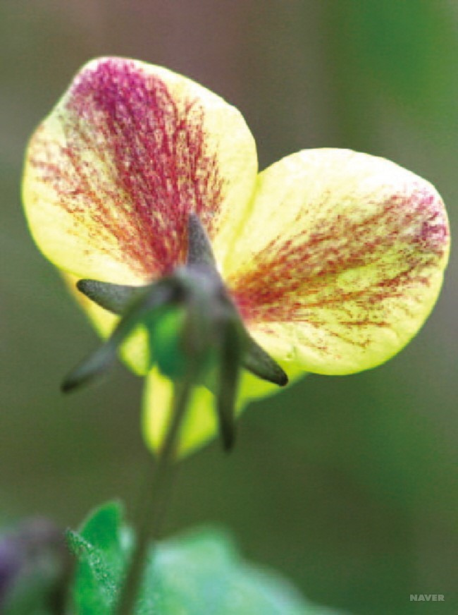 WF47_2_650 야생화도감(봄).jpg