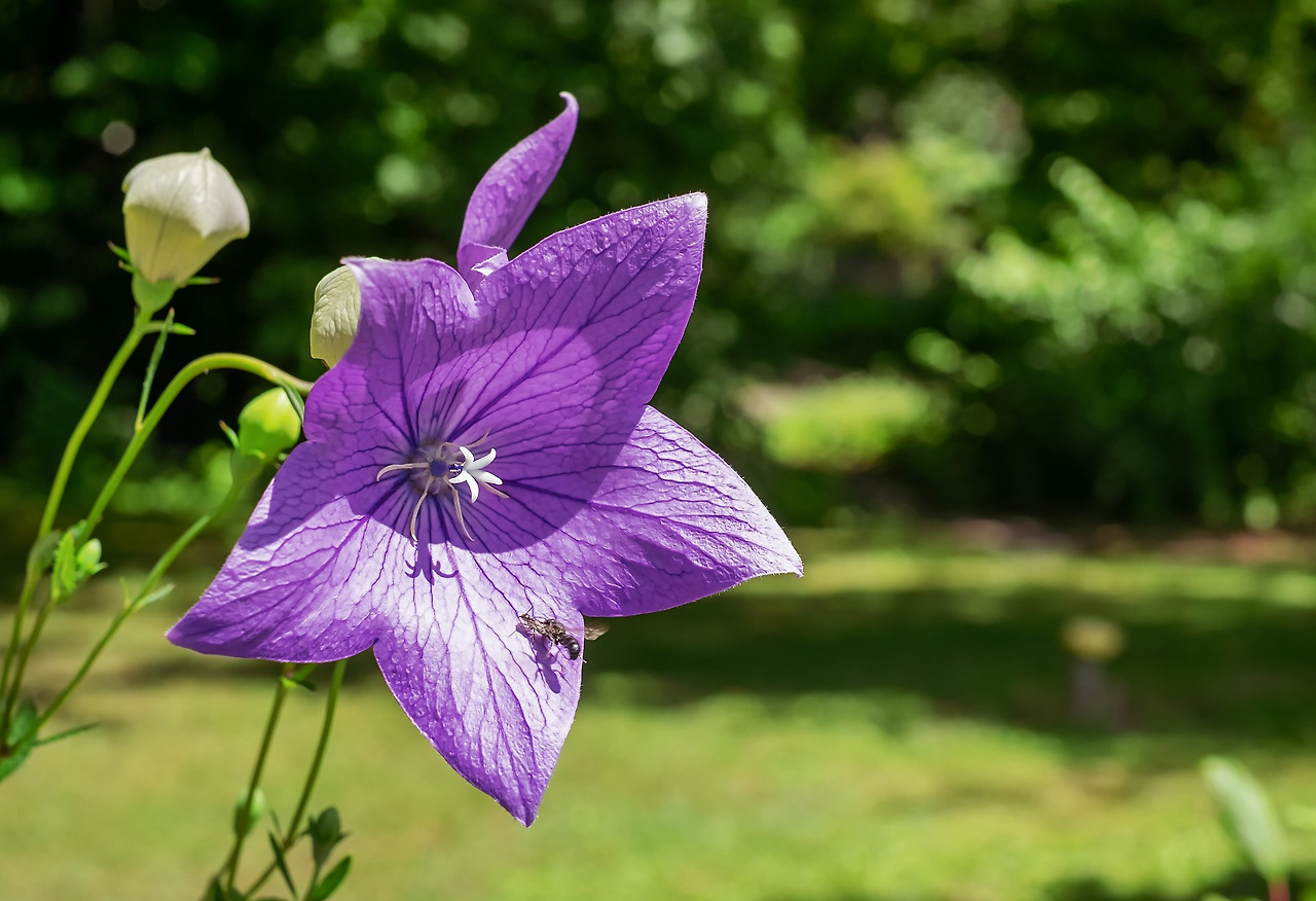 peach-leaved-bellflower-3609248_1920.jpg