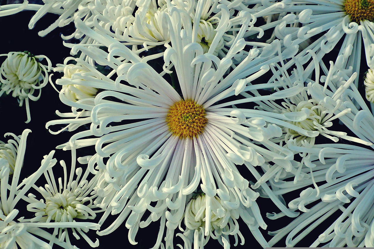chrysanthemums-4667447_1920.jpg