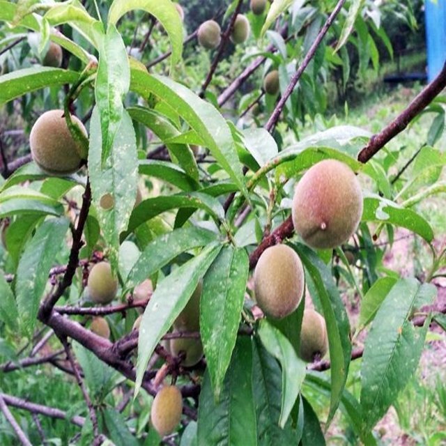 27360222911.20210529194452 개복숭아나무.jpg