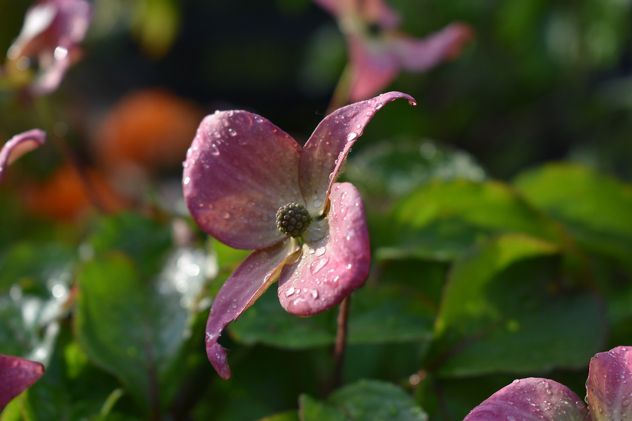 dogwood-6331553_1920.jpg