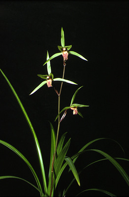 제주 한란, 제주도  (6).jpg