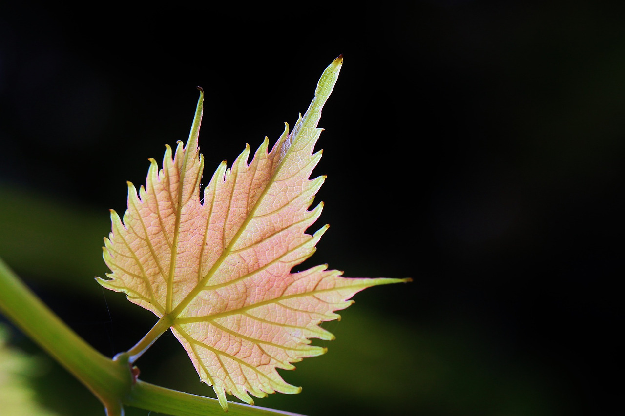 grape-leaf-453507_1920.jpg