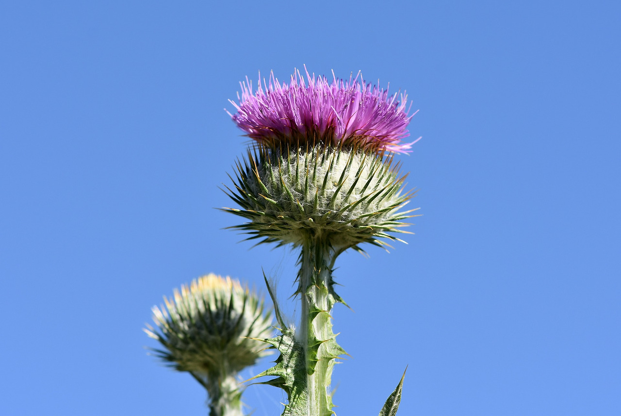 thistle-3509476_1920.jpg